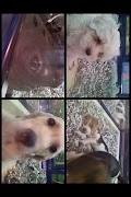 Camera MultiCamera screenshot 1