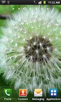 Dandelion Wallpapers for S3 screenshot 2