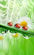 برنامه‌نما Ladybug Live Wallpaper عکس از صفحه
