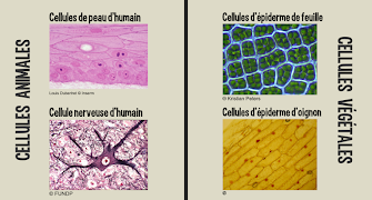 Parcours Cellule скриншот 1