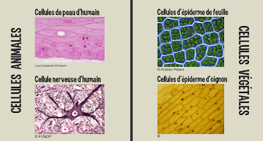 Parcours Cellule capture d'écran 1