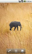 Elephant Sticker poster