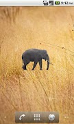 Elephant Sticker Plakat