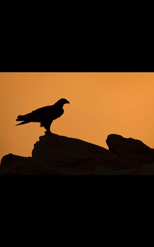 Descargar APK de Desert Eagle Live Wallpaper