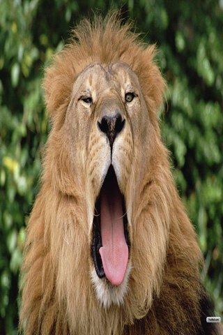 Lion wallpapers HD APK download