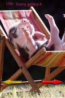 Funny LOL Photo poster