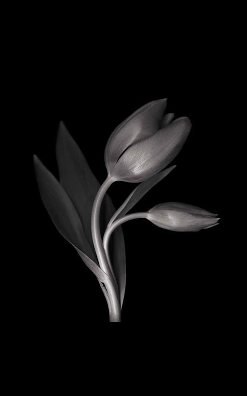 Descargar APK de Death Rose Live Wallpaper