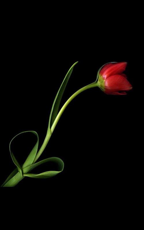 Descargar APK de Death Rose Live Wallpaper