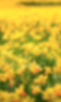 Delicate Narciss at rain WP screenshot 1