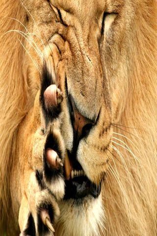 Lion wallpapers HD APK download