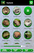 Poster Frog Sounds