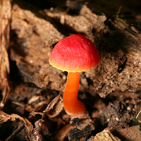 Bright Mushroom at rain LWP screenshot 2