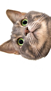 Spinning Cat Face syot layar 2