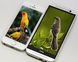 American Bird Sounds captura de pantalla 3
