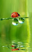 برنامه‌نما Ladybug Live Wallpaper عکس از صفحه