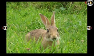 rabbit memory syot layar 4