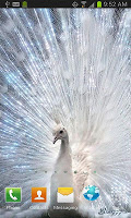 White Peacock Live Wallpaper screenshot 2