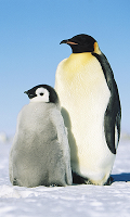 Funny Penguin at rain LWP poster