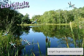 Poster Libellule Azzurre