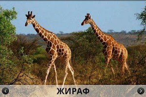 QuiZoo LITE اسکرین شاٹ 2