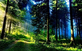 Green Forest スクリーンショット 1