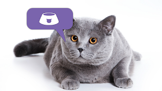 Cat's Translator Screenshot 7