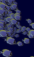 Fish swarm Live Wallpaper FREE screenshot 4