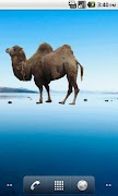 برنامه‌نما Camel Sticker عکس از صفحه