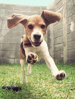 Beagle Puzzle Game screenshot 1