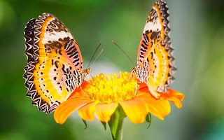 برنامه‌نما Butterfly Wallpaper عکس از صفحه