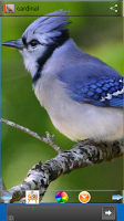 برنامه‌نما Cardinal Wallpapers عکس از صفحه