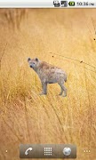 Hyena Sticker poster