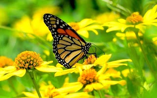 Butterfly Wallpaper-poster