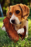 Beagle Puzzle Game screenshot 3