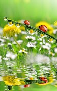 Ladybug Live Wallpaper 포스터