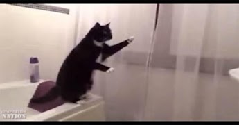 Cats Everywhere screenshot 4