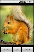 Animals World 스크린샷 2