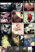 Wallstagram Live Wallpaper poster