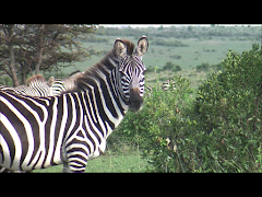 Video Touch Lite Screenshot 5