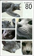 Photo Collection 海报