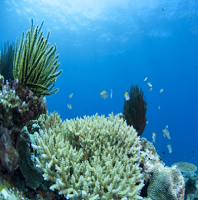 برنامه‌نما Frogman2 عکس از صفحه