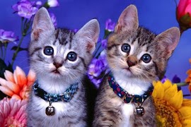 Spot the Difference Cats poster