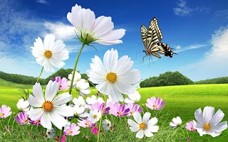 برنامه‌نما Butterfly Wallpaper عکس از صفحه