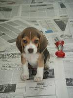 Beagle Puzzle Game screenshot 2