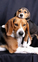 Beagle Puzzle Game-poster