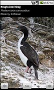 Funny bird names imagem de tela 1