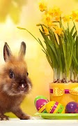 Easter Live Wallpaper স্ক্রিনশট 6