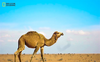 Deir Ezzore Geographic ảnh chụp màn hình 3