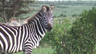 Video Touch Lite penulis hantaran