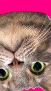 Spinning Cat Face screenshot 3